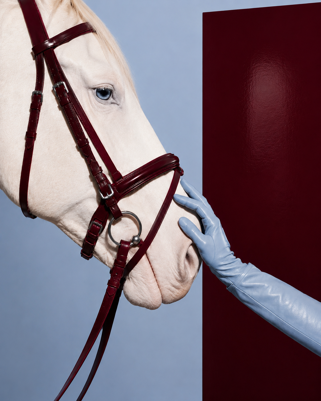 Caballo blanco con accesorios borgoña y guante azul